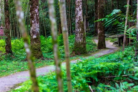 Stroll along the tranquil bamboo path by the Mingchi Pond. Stock Photos