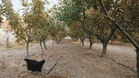 Stroll among the apple trees Stock Footage 170387247