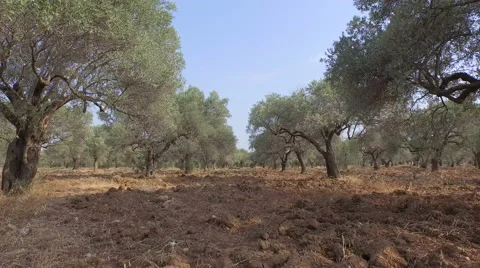 Stroll Among the Olive Trees Stock Footage 61114876