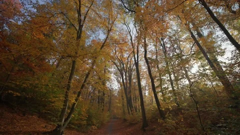 A stroll in the autumn forest looking up through the treetops. Bright Video stock 166829410