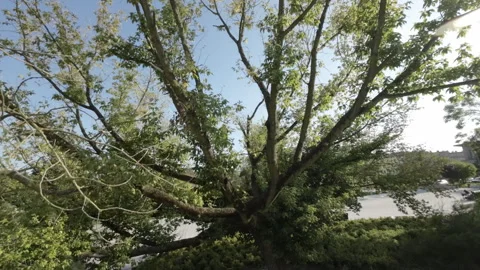 A Stroll Through a Beautiful Park Stock Footage 282160666