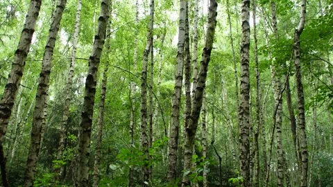 Stroll Through the Birch Forest – Light, Bark and Serenity Stock Footage 312734977