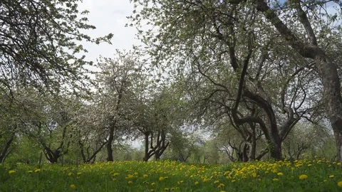 Stroll through the blossoming Apple orchard Stock Footage 75946629