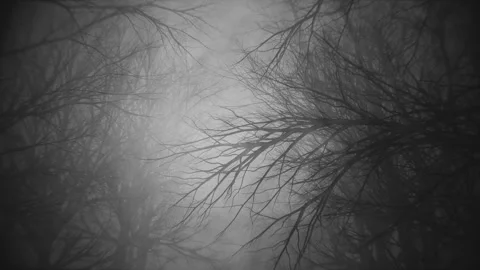 Stroll through dark misty woods. High bitrate 4K animation suitable for Stock Footage 219389637
