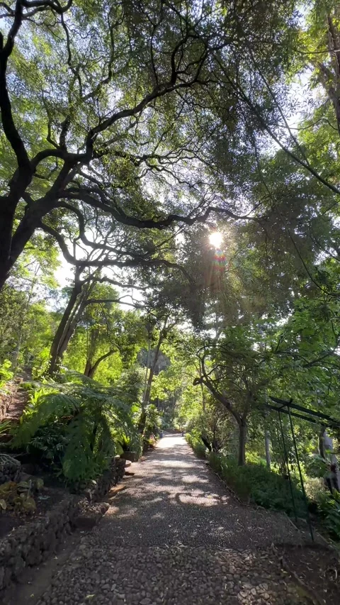Stroll Through a Lush Pathway in Funchal Botanical Garden Stock-Footage 299945972