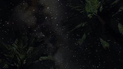Stroll Through Palm Trees at Night Stock Footage 49030970