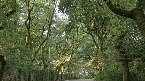 Stroll Through the Park: Tranquil Scenes Under Majestic Tree Canopies Stock Footage 253703466