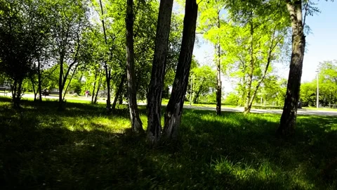 A Stroll Through a Picturesque Park Exploring Natures Beauty in Opole, Poland Stock Footage 280268642