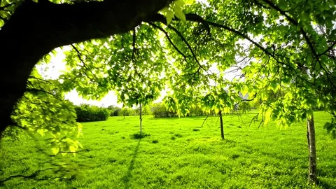 A Stroll Through a Picturesque Park Stock Footage 278608085