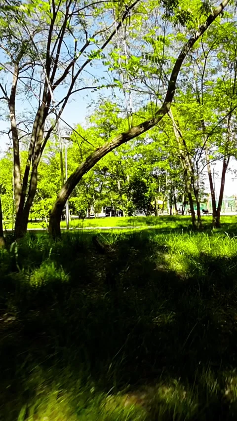 A Stroll Through a Picturesque Park Stock Footage 280024097