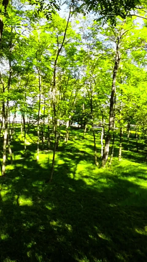 A Stroll Through the Verdant Canopy Exploring the Lush Greenery of Opoles Park Stock Footage 278090846