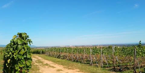 A stroll through the vineyards of Eguisheim Stock Photos