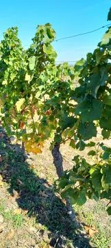 A stroll through the vineyards of Eguisheim Stock Photos
