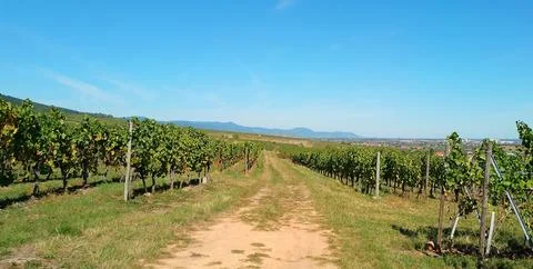 A stroll through the vineyards of Eguisheim Stock Photos