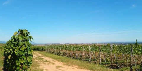 A stroll through the vineyards of Eguisheim Stock Photos