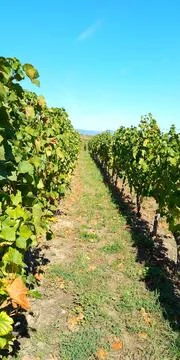 A stroll through the vineyards of Eguisheim Stock Photos