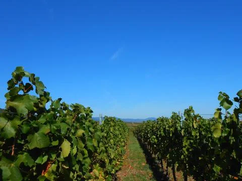 A stroll through the vineyards of Eguisheim Stock Photos