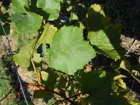 A stroll through the vineyards of Eguisheim Stock Photos