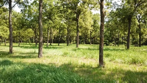 Stroll Through The Walnut Fields Video stock 93217634