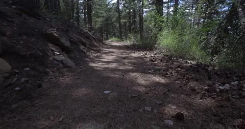 A stroll in the woods Stockbeeldmateriaal 63614491