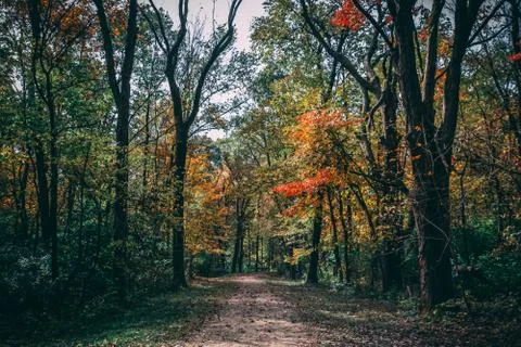 A stroll in the woods 写真素材