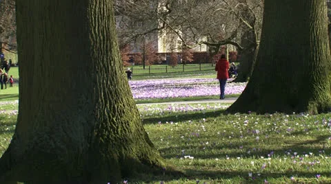 Stroller in city park with crocus field in spring Stock Footage 25572867