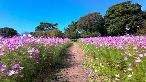 Strolling Along a Colorful Cosmos Field in Autumn – 4K Video Stock Footage 336972209