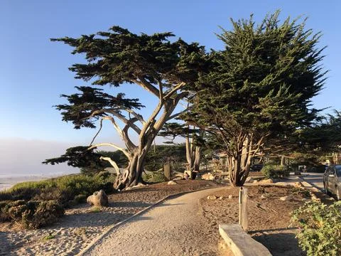 Strolling Along the Sandy Path Beneath Majestic Cypress Trees at Sunset Stock-Fotos