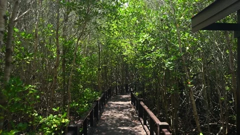 Strolling along a serene forest path enveloped in vibrant greenery Vídeo Stock 284336125