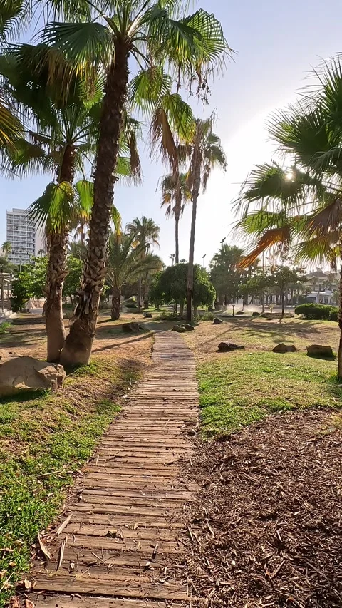 Strolling along a walkway between palm trees Stock Footage 297082151