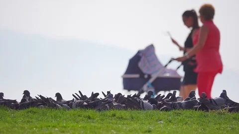 Strolling And Doves Stock Footage 117794673