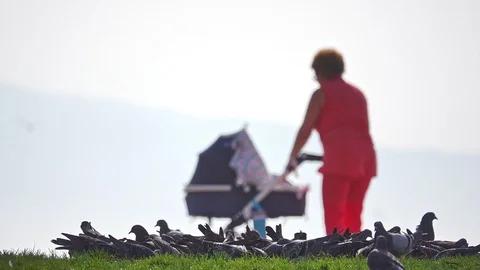 Strolling And Doves Stock Footage 117795146