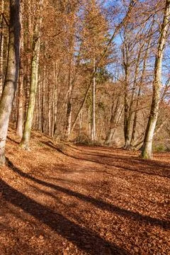 Strolling In The Beech Forest Foto stock