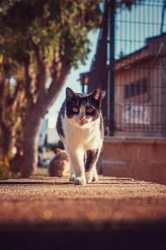Strolling Cat Stock Photos
