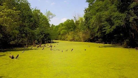 Strolling Down a Swamp with threes Stock Footage 99219390