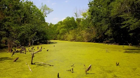 Strolling Down a Swamp with threes Stock Footage 99219402