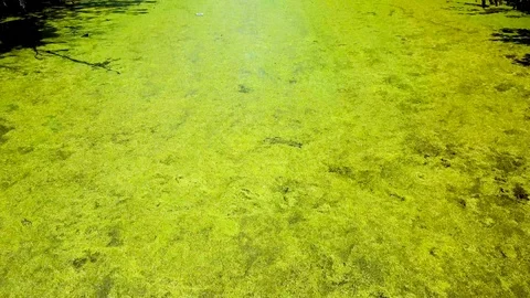 Strolling Down a Swamp with threes Stock Footage 99219430