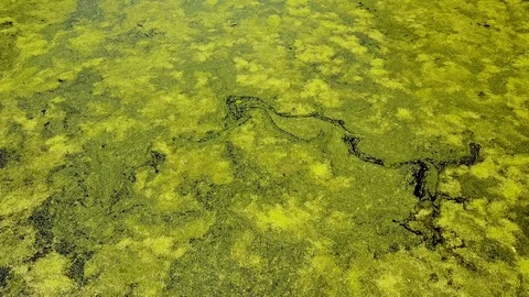 Strolling Down a Swamp with threes Stock Footage 99219681