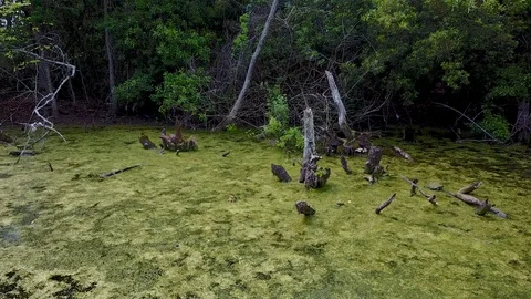 Strolling Down a Swamp with threes Stock Footage 99219749