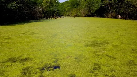Strolling Down a Swamp with threes Stock Footage 99219789