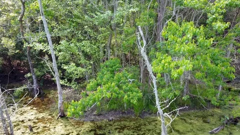 Strolling Down a Swamp with threes Stock Footage 99219821