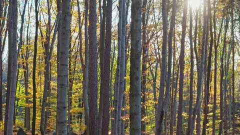 Strolling in the forest with the sun rising, casting light and shadows over.. Stock Footage 256971405