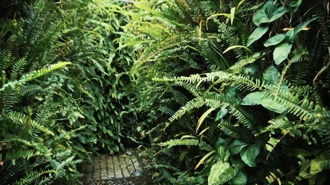 Strolling inside labyrinth garden park in a sunny day. Grass maze. Stock Footage 74817976