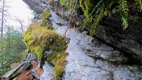 Strolling in nature Stock Footage 103953470
