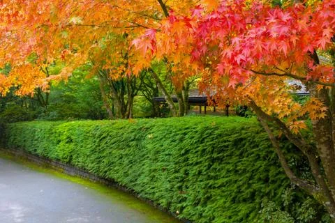 Strolling Path Lined with Japanese Maple Trees in Fall season Fotos Stock