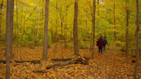 Strolling through the autumn forest Video stock 329201375