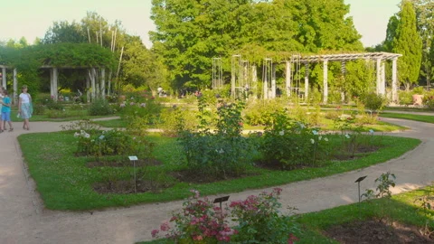 Strolling through the beautiful rose garden at Parc de la Tête d'Or in Stockbeeldmateriaal 292884020