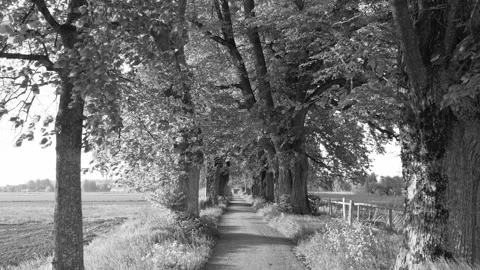 Strolling Through a Beautiful Spring Avenue in Allgaeu, Past Lush Fields and Stock Footage 309036563