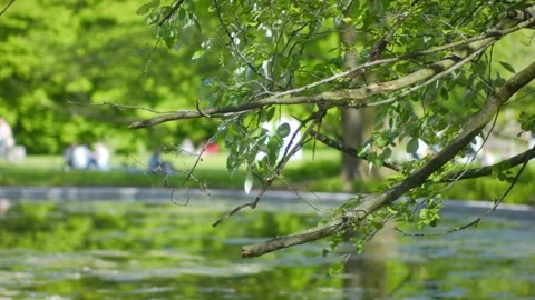 Strolling through a calm park setting with a gentle bokeh effect highlighti.. Stock-Footage 293090755