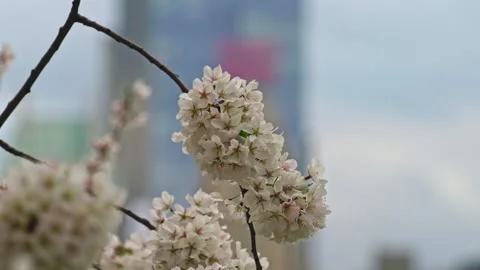 Strolling through Central Park in the heart of Manhattan Stock Footage 241529171